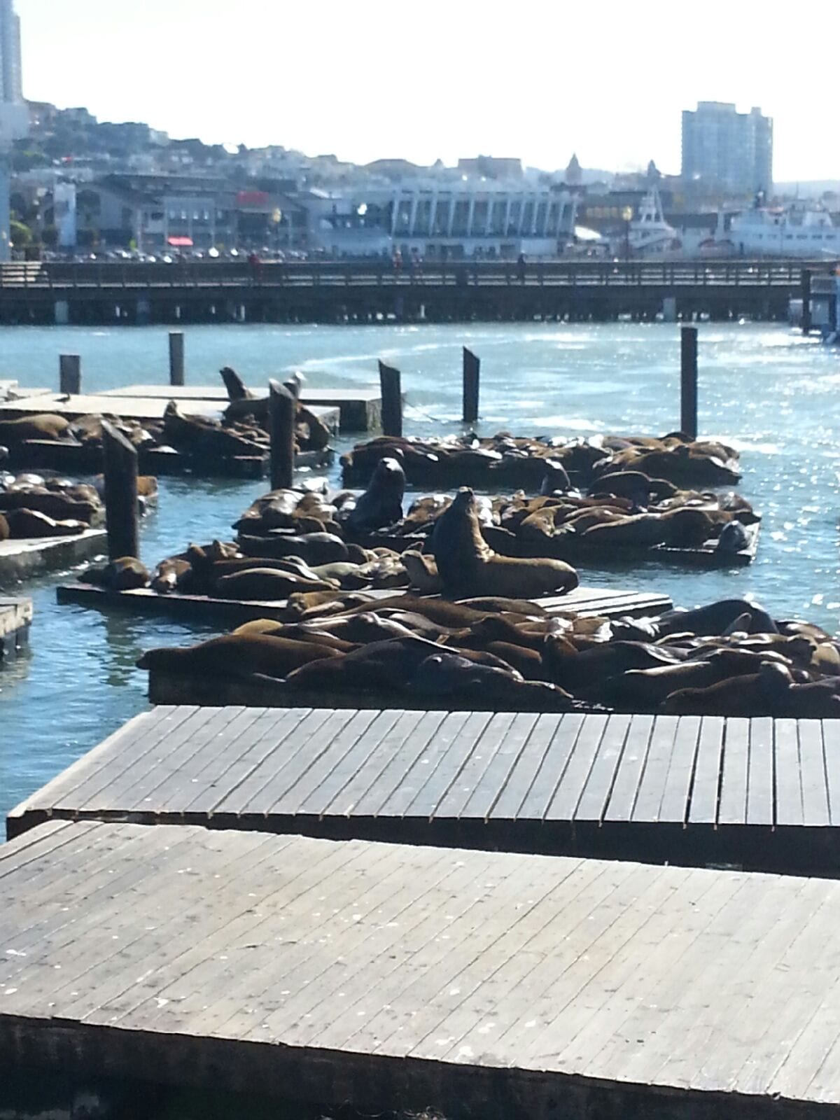 Sea Lions on Pier 39