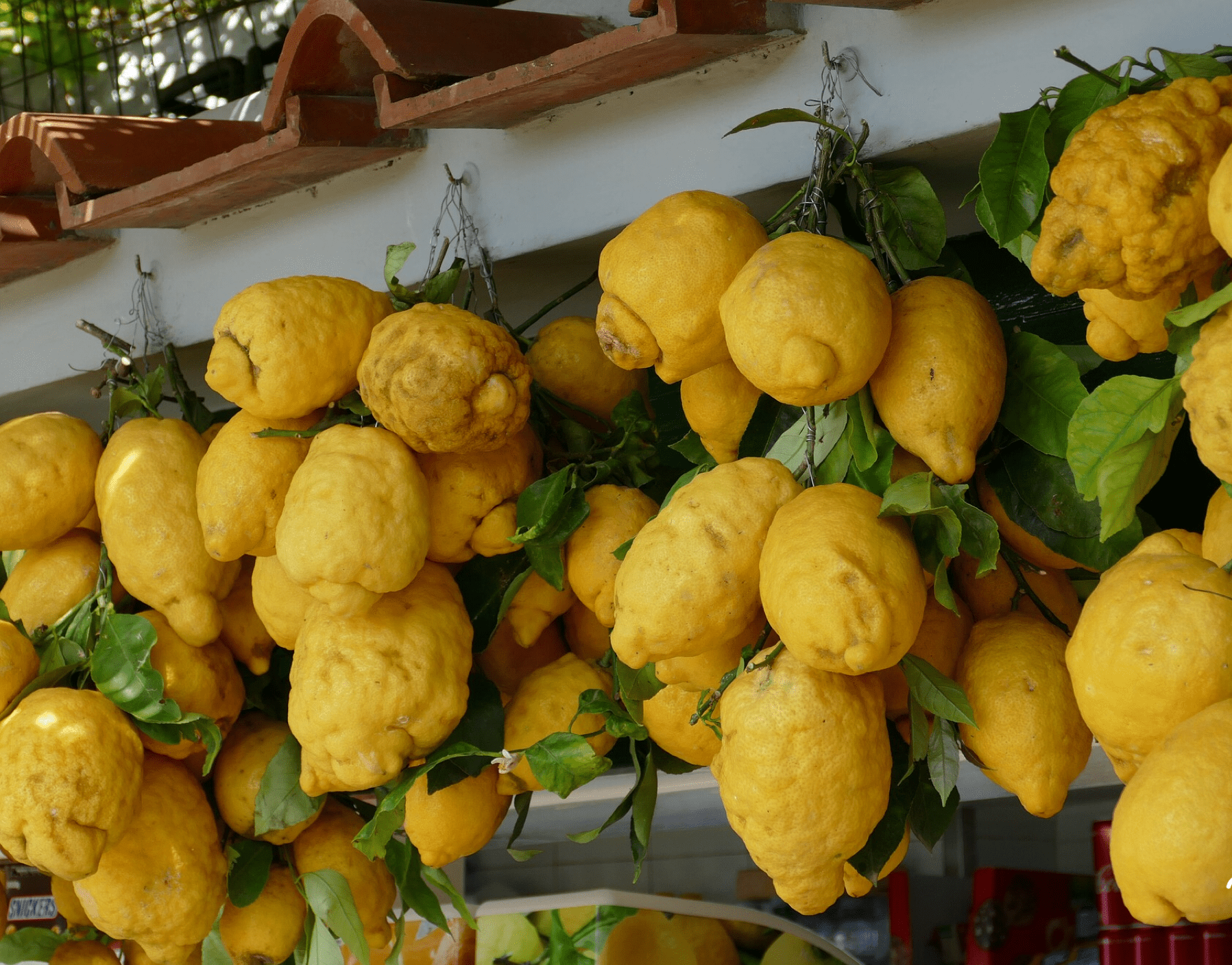 Lemons of Capri Italy