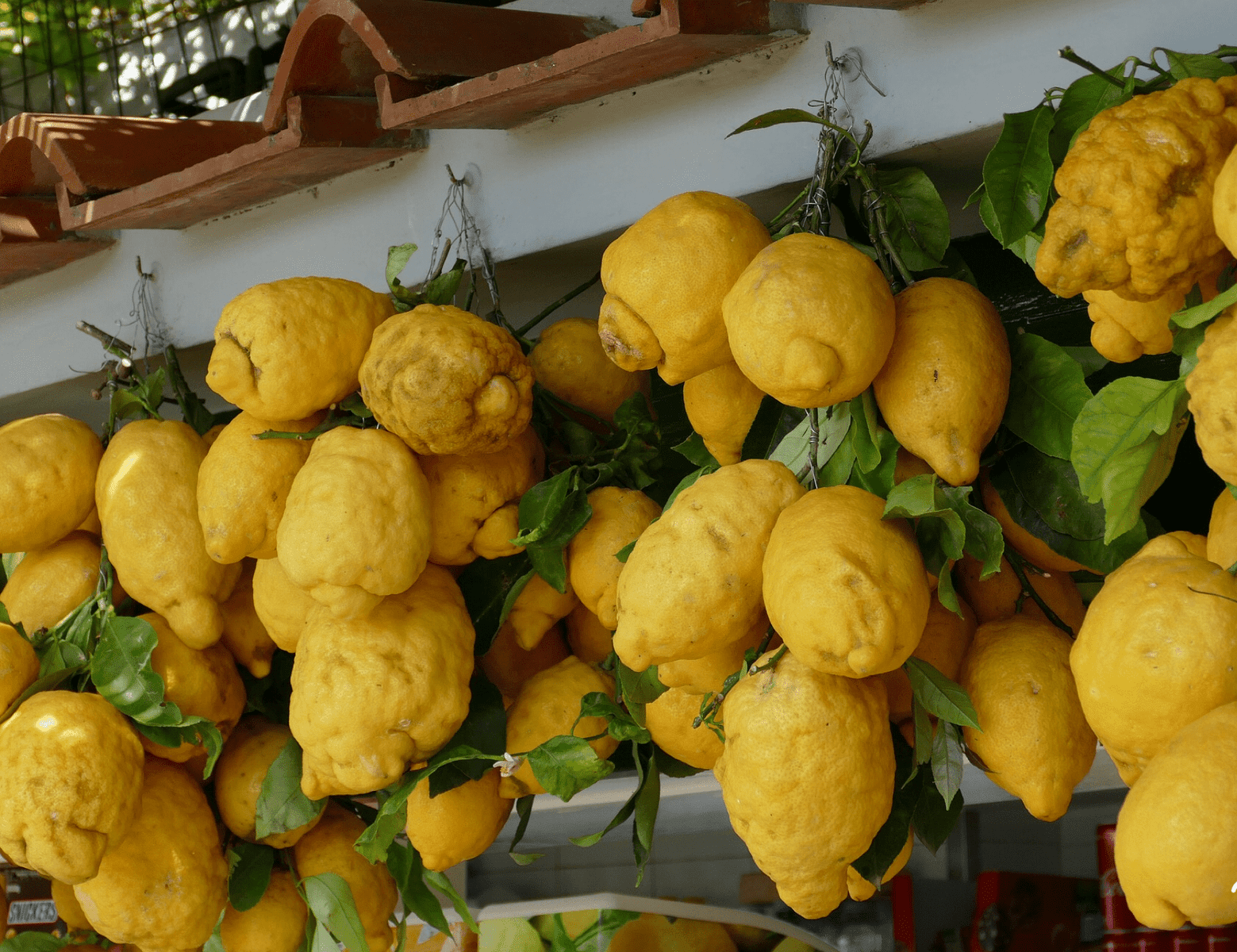 Lemons of Capri Italy