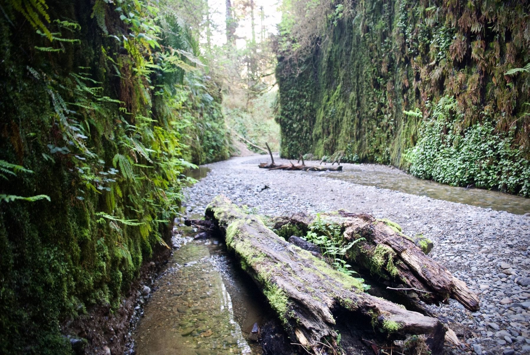 Redwoods National Park