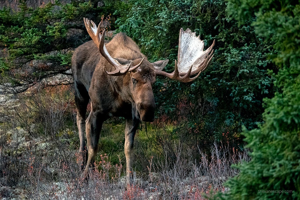 Denali National Park Alaska