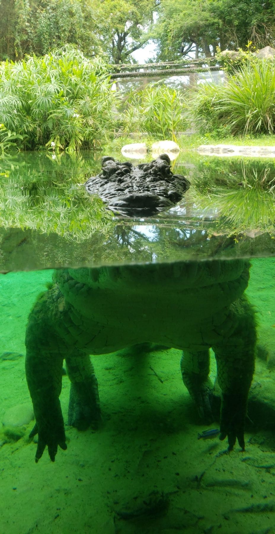 Busch Gardens Alligator