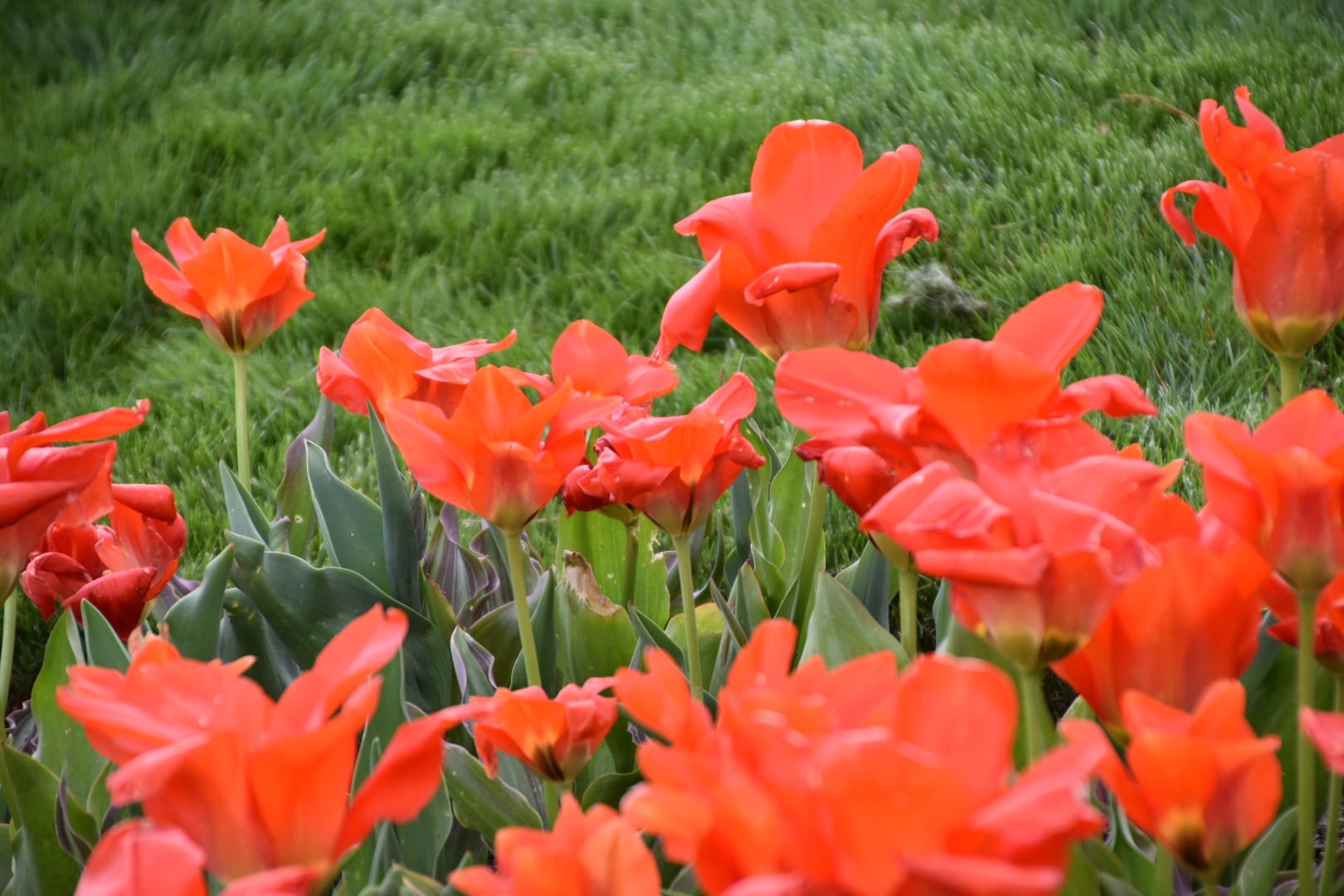 Thanksgiving Point Garden