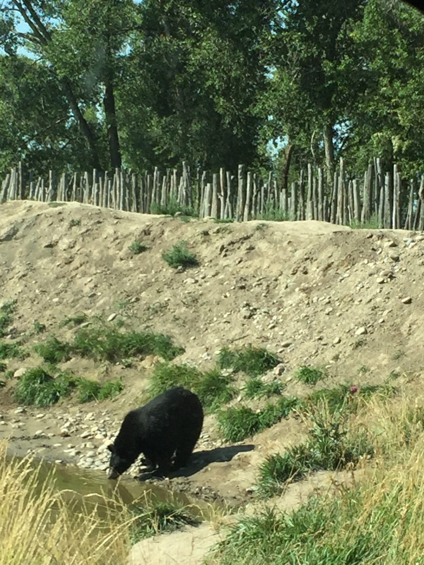 Yellowstone Bear World