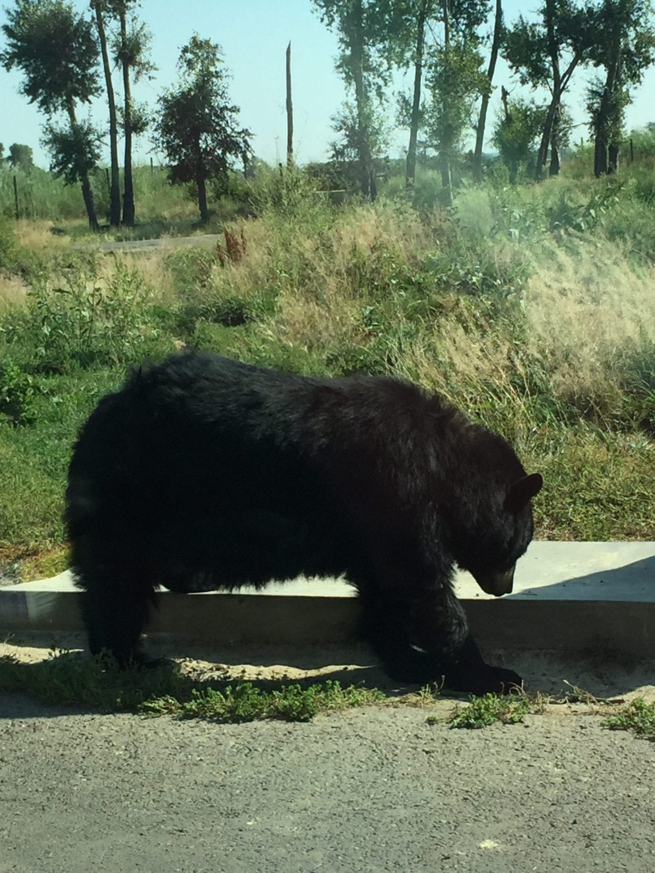 Yellowstone Bear World