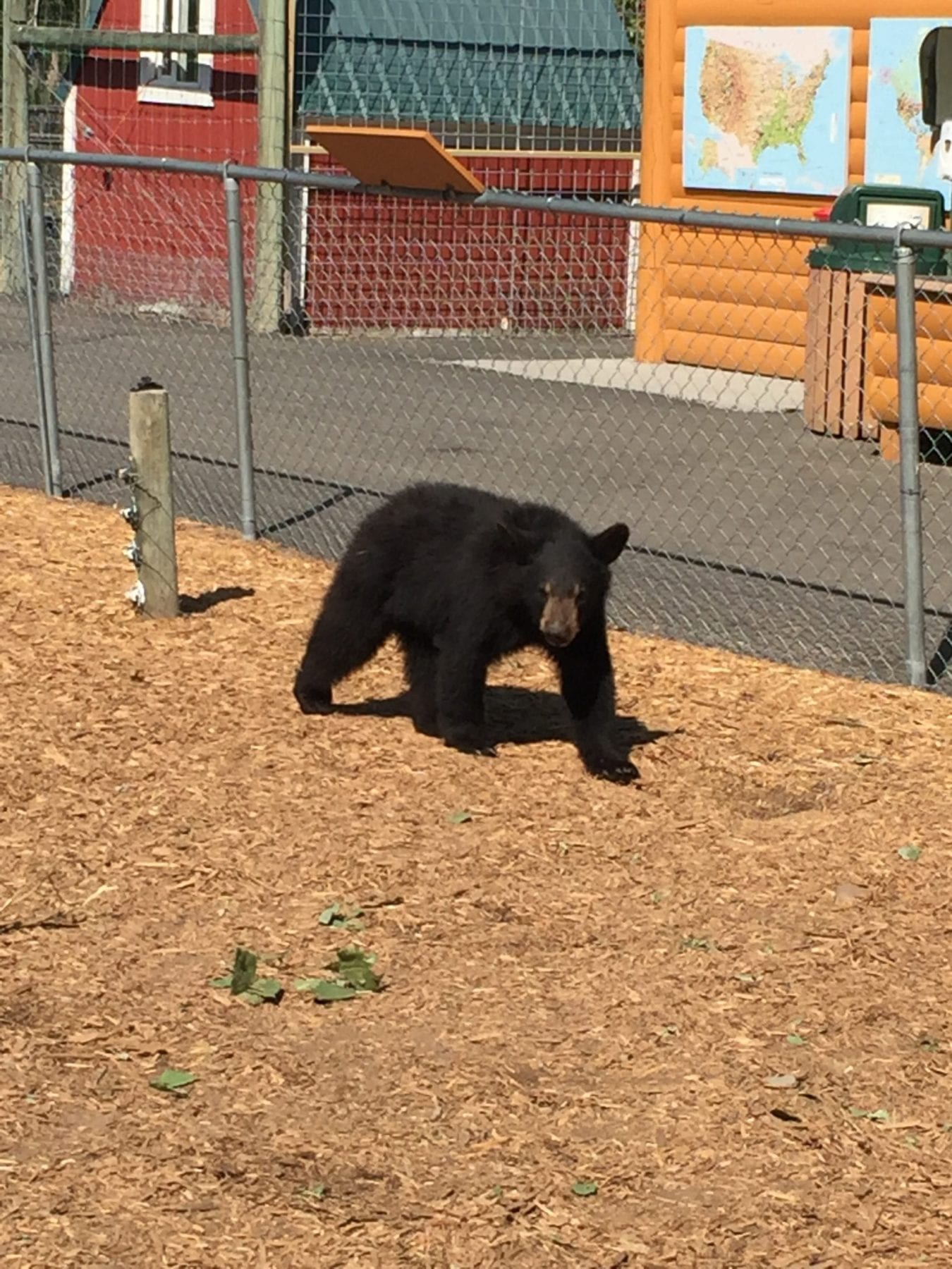 Bear at Yellowstone Bear World