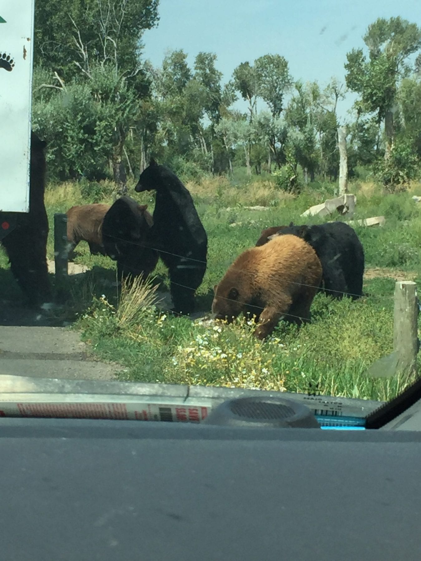 Bears at Yellowstone Bear World