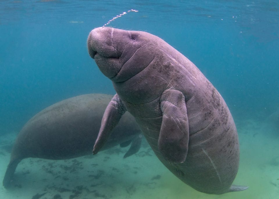 Swim with the Manatees near Orlando