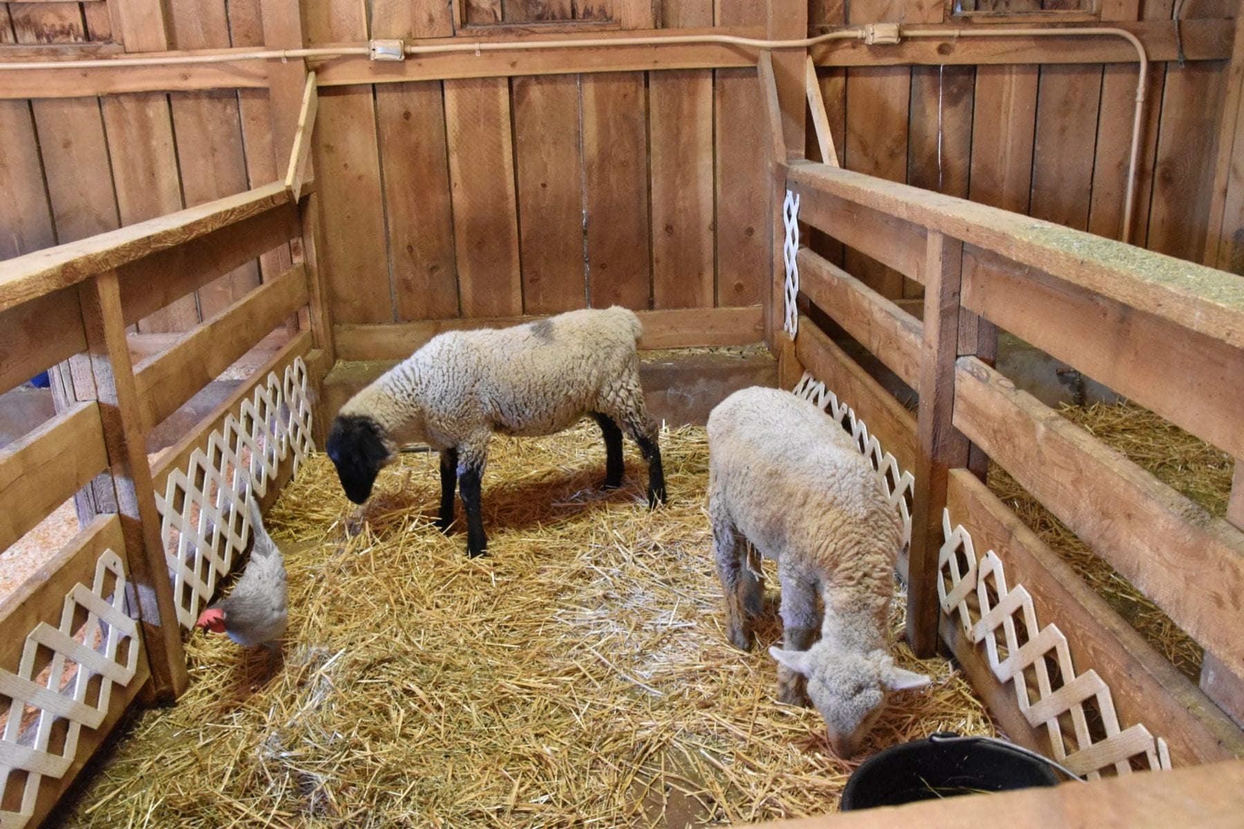 Petting Zoo at this is the place heritage park