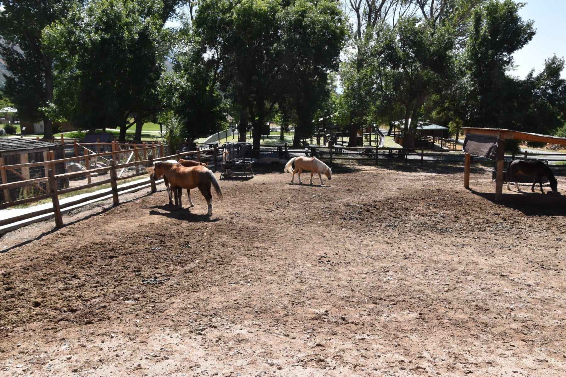 Horses at this is the place heritage park