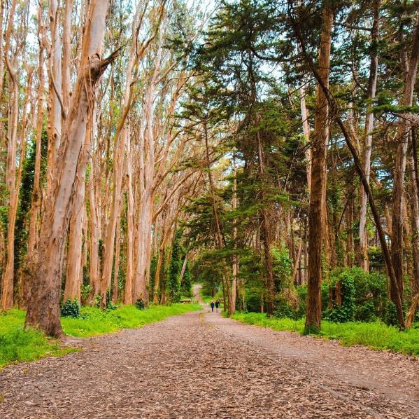 Things to do in San Fran Presidio