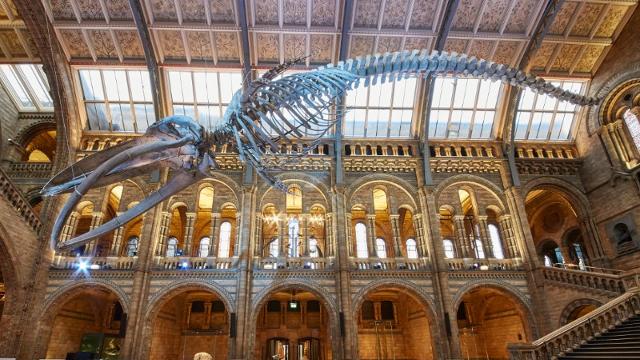 Natural History Museum in London
