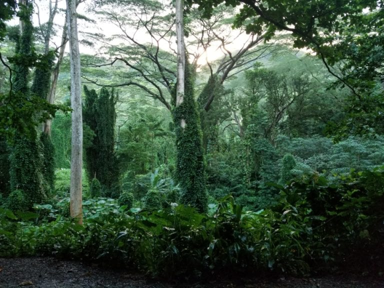 Manoa Falls Oahu Hawaii