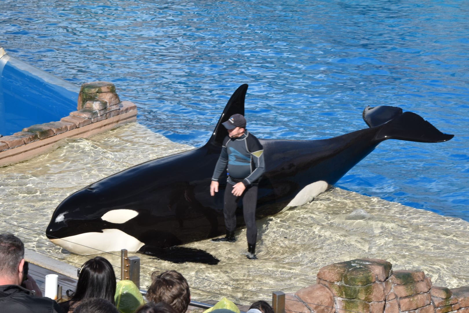 Sea World Shows