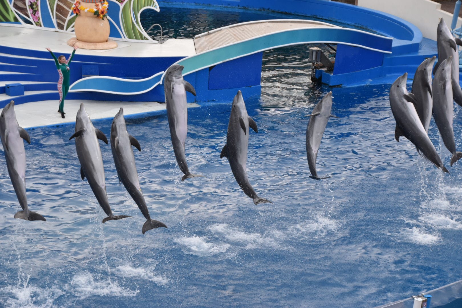 Dolphin Show at Seaworld San Diego