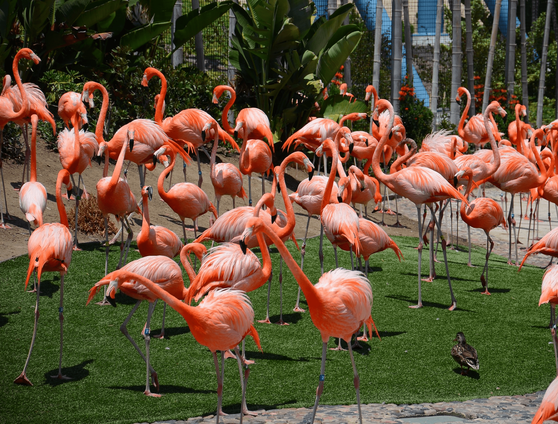 San Diego Zoo