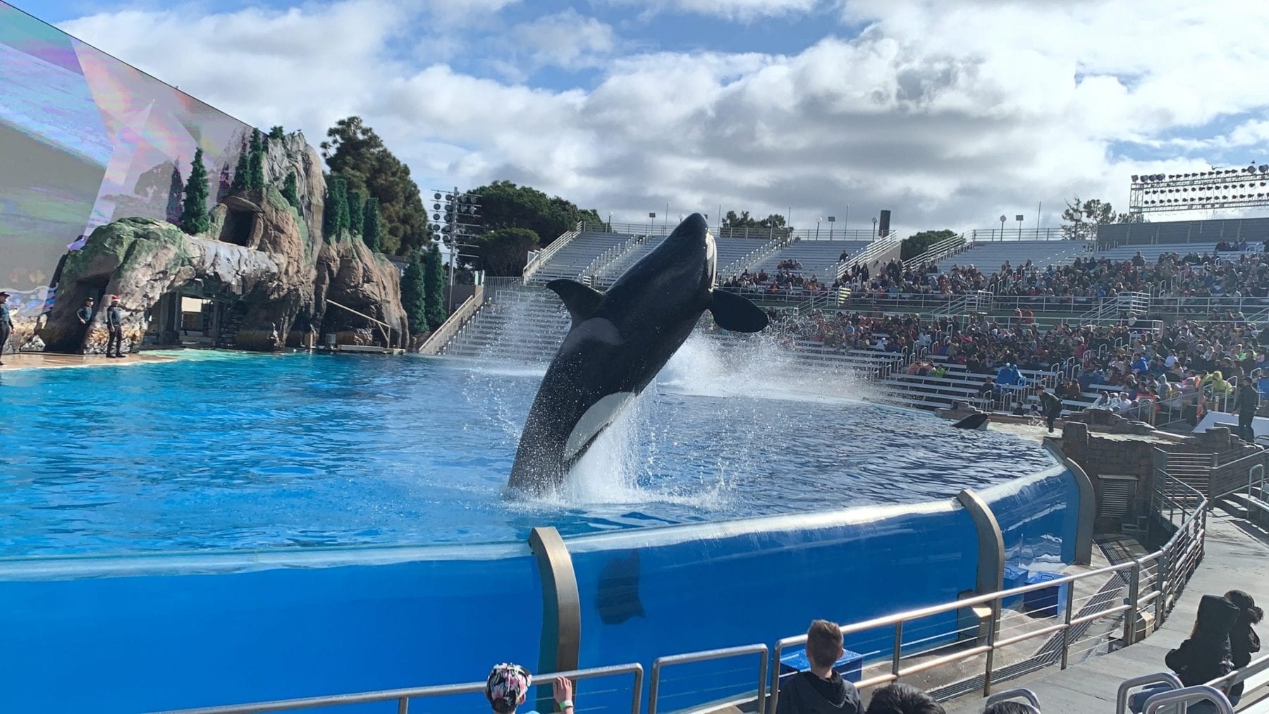 Orca Show Sea World San Diego