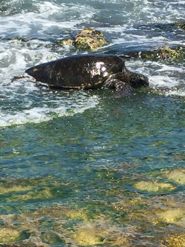 Turtle Beach Oahu Hawaii