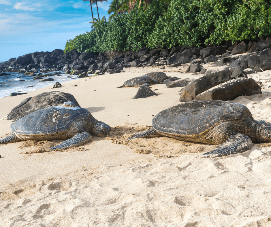 Turtle Beach hawaii