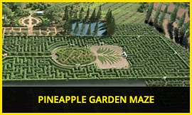 Pineapple plantation maze