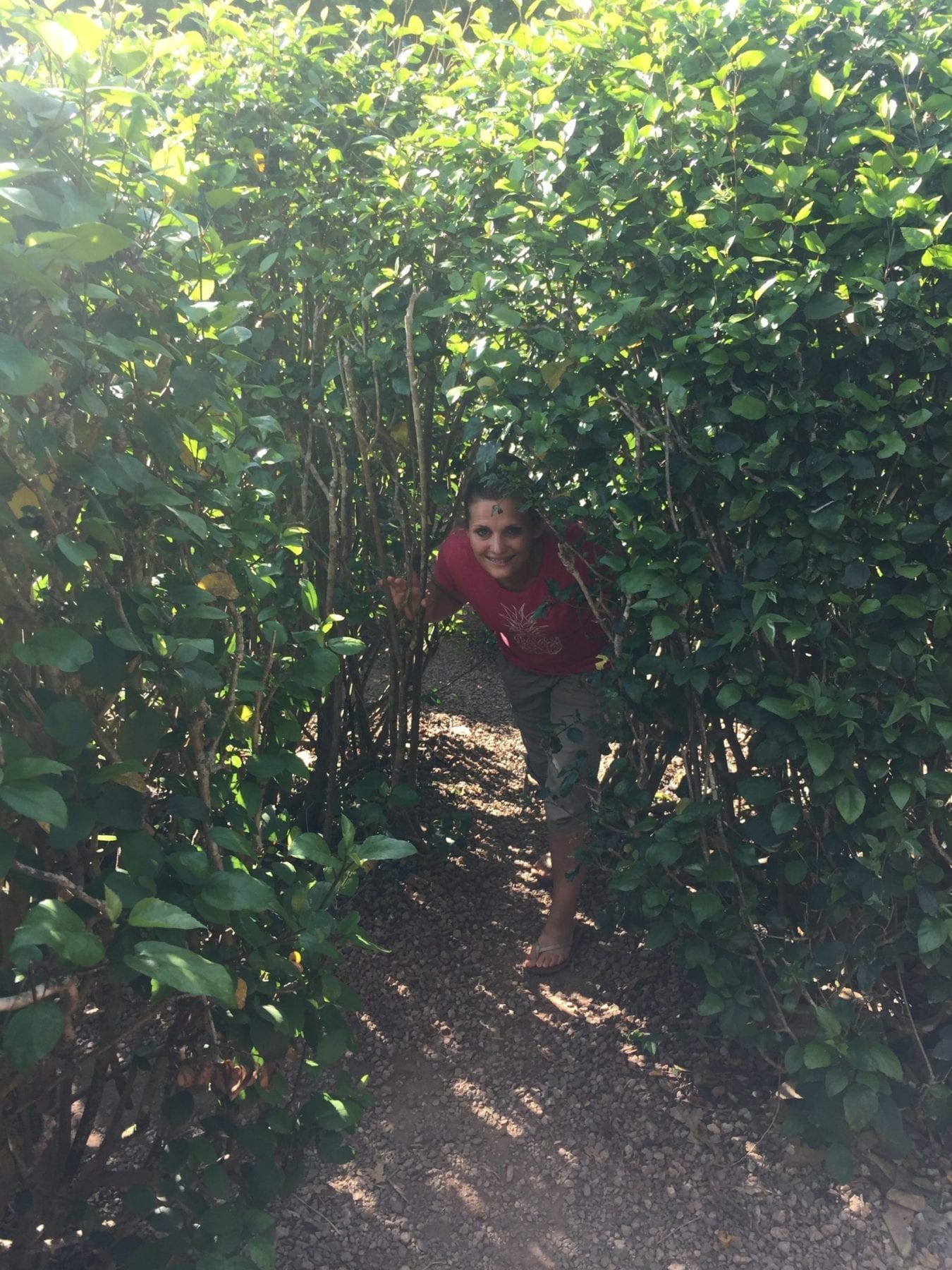 Dole Pineapple Plantation Maze