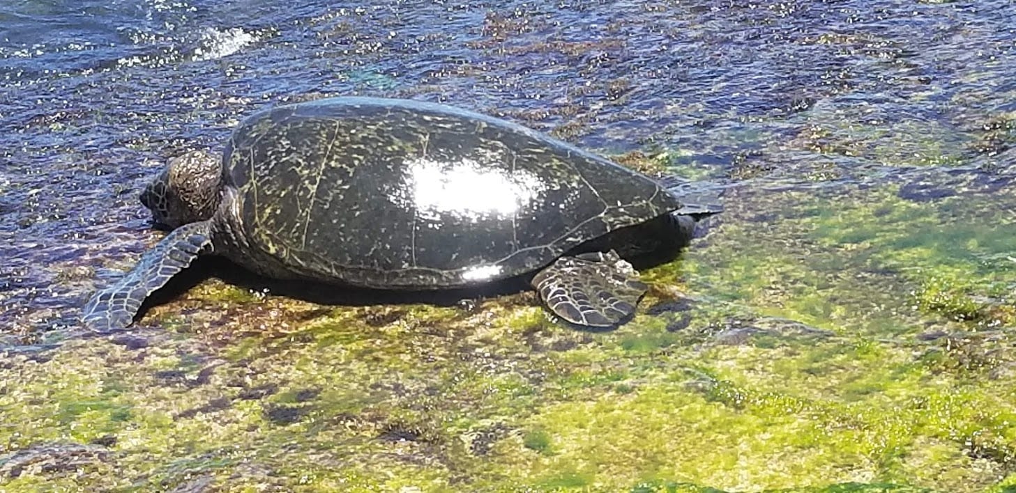 Turtle Beach Laniakea Beach North Shore Oahu Hawaii