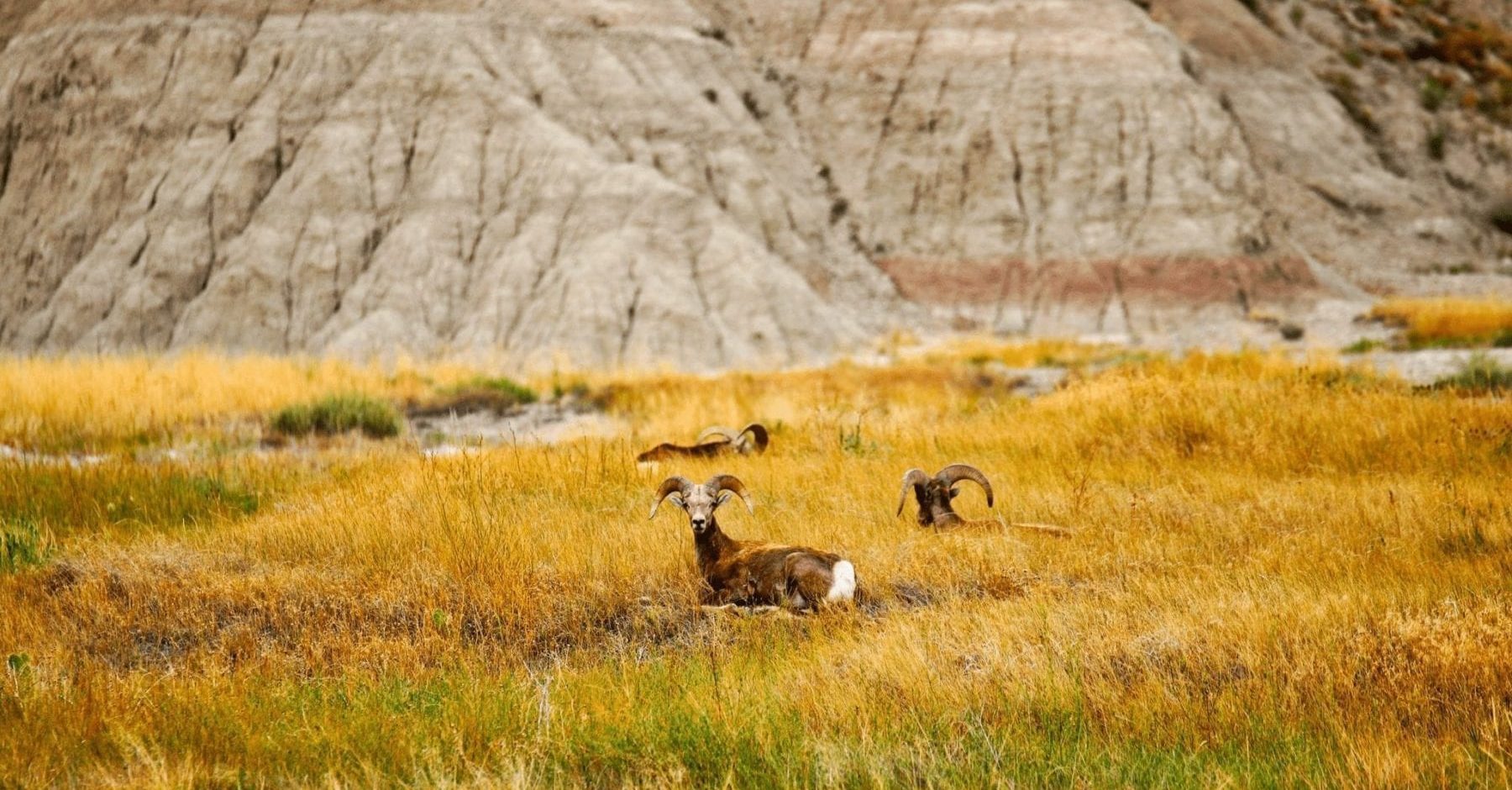 Badlands wildlife