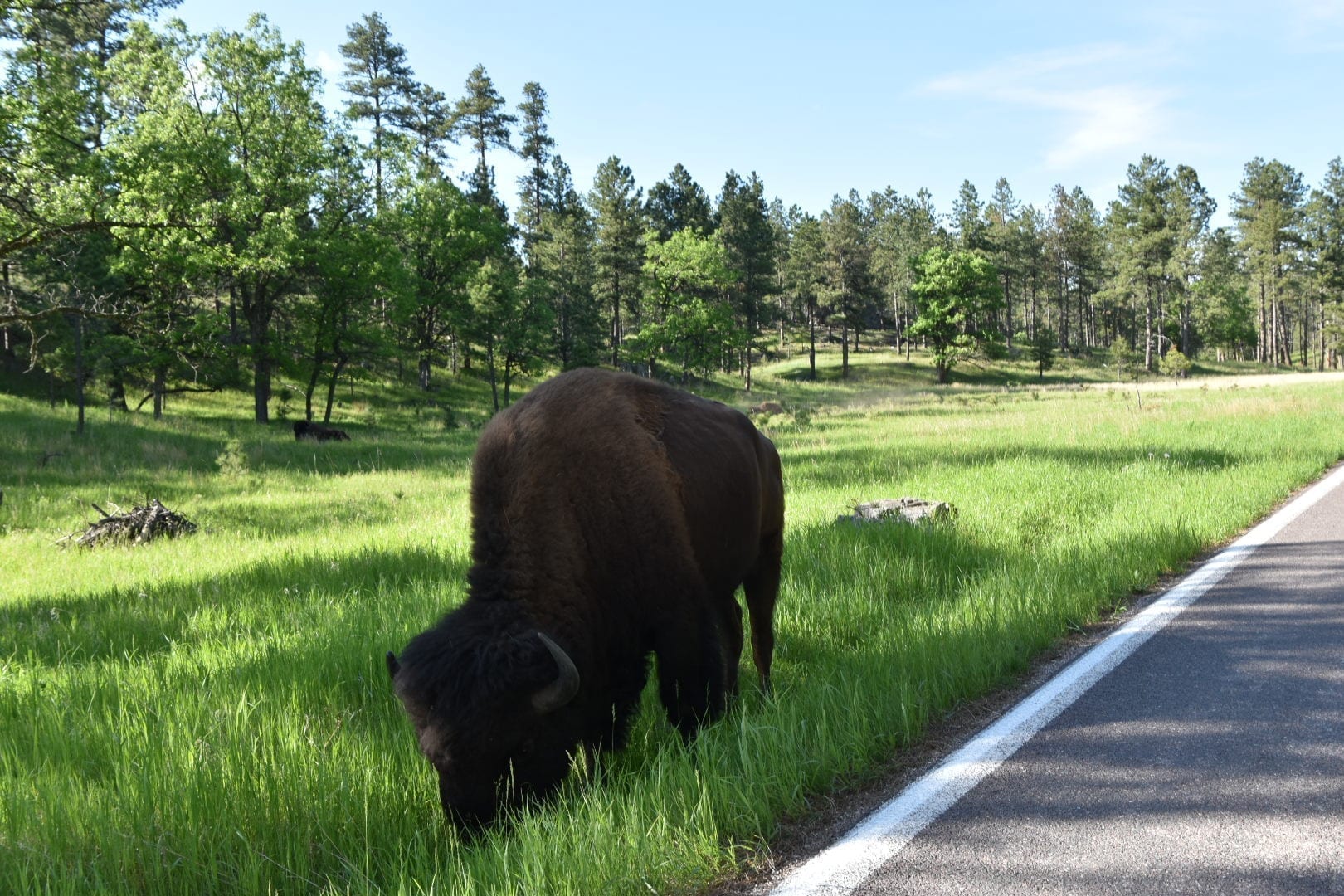 Wildlife loop at Custer State Park