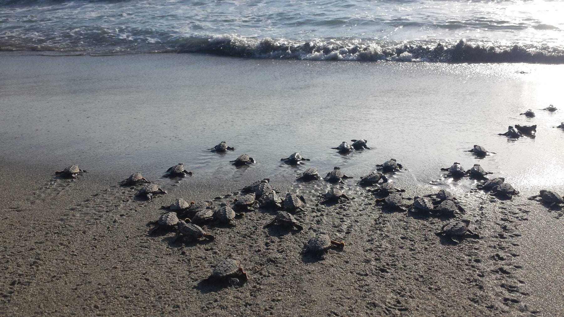 Things to do in Vero Beach - Sea Turtles