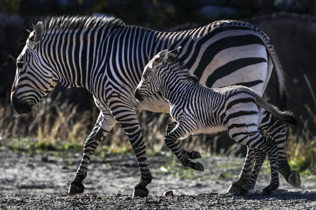 Things to do in Salt Lake City - Hogle Zoo