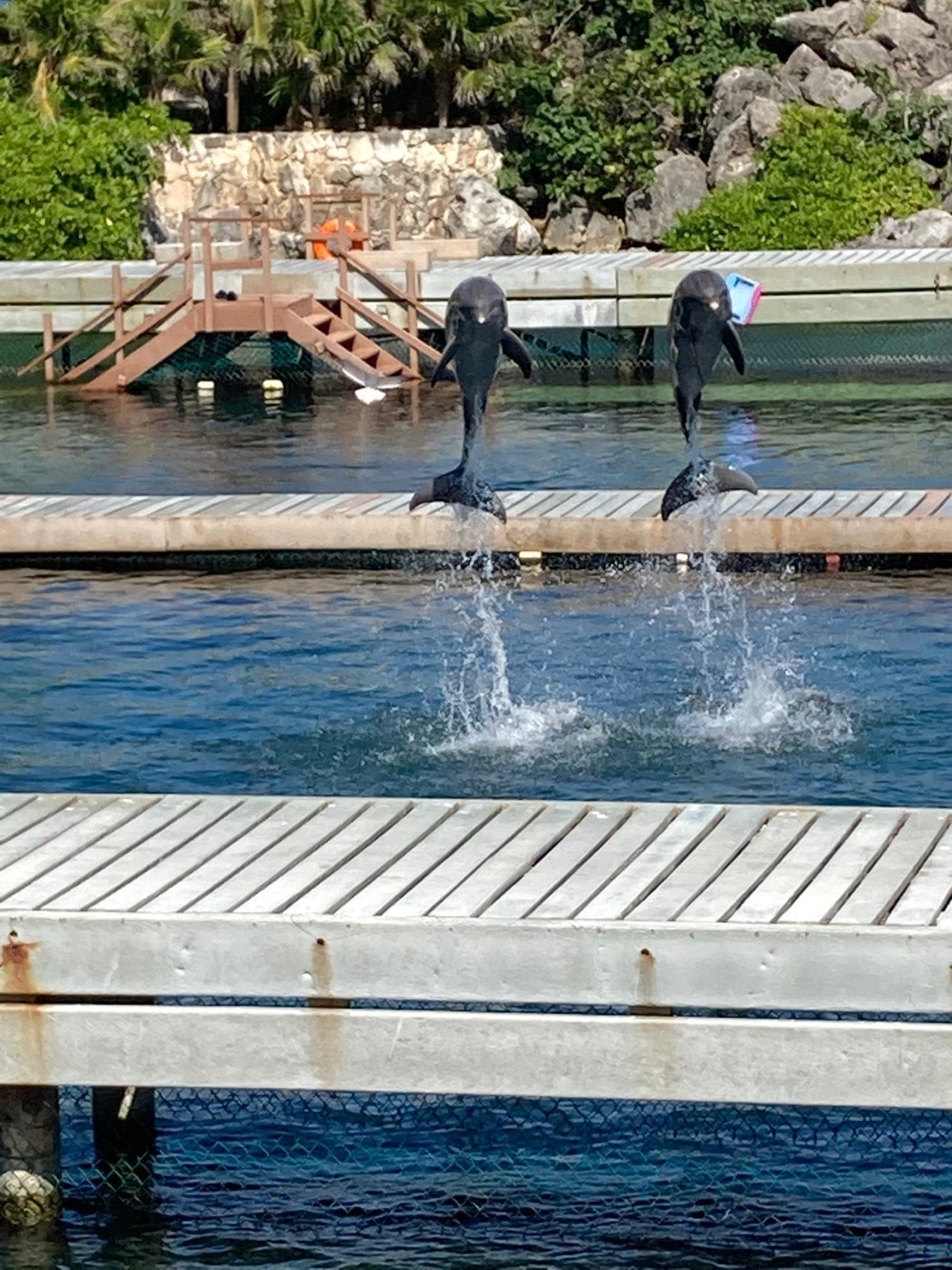 Dolphins at Xcaret