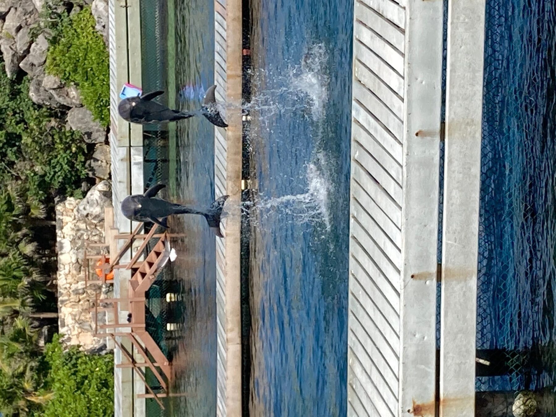 Dolphins at Xcaret