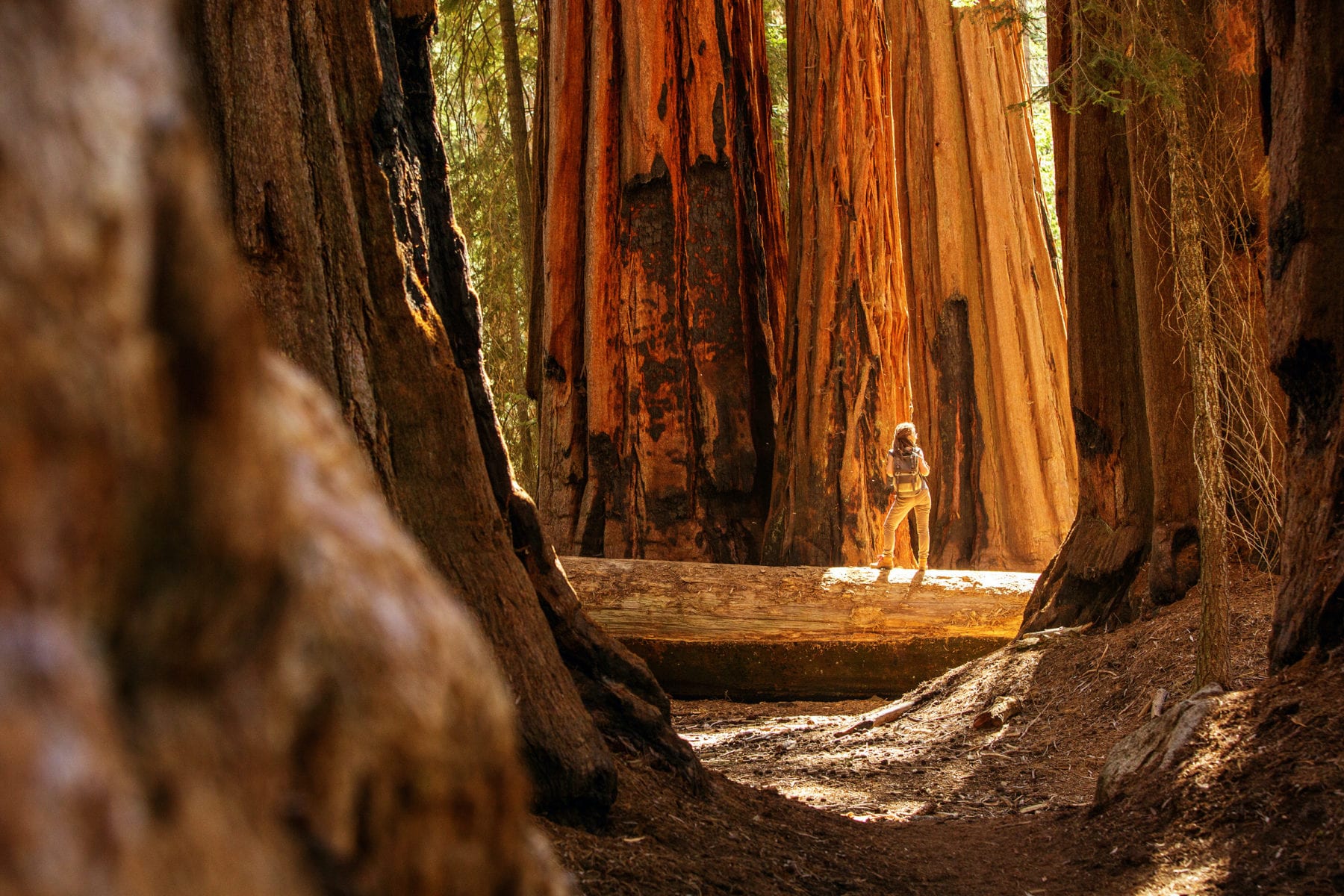 Sequoia National Park