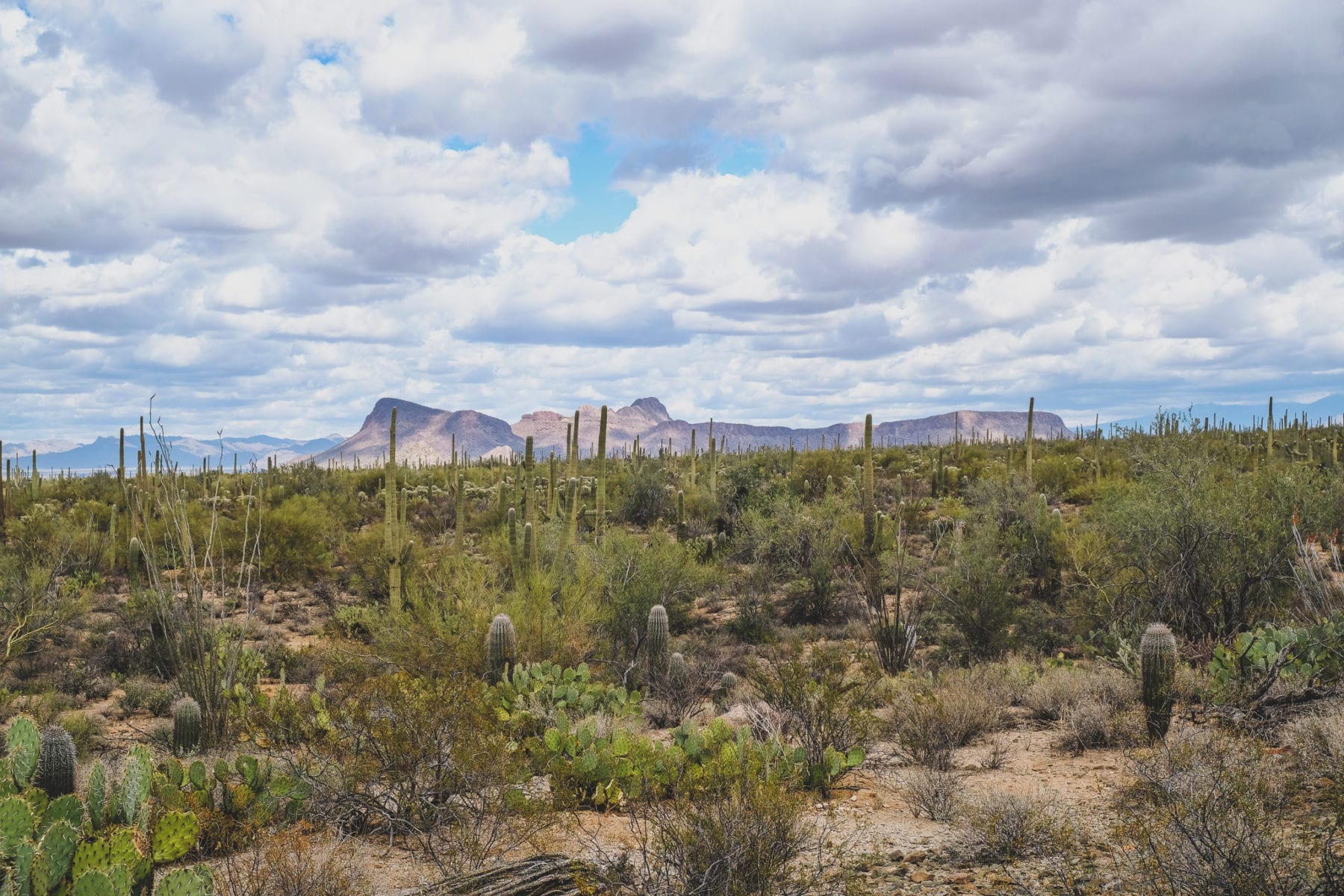 Saguaro National Park