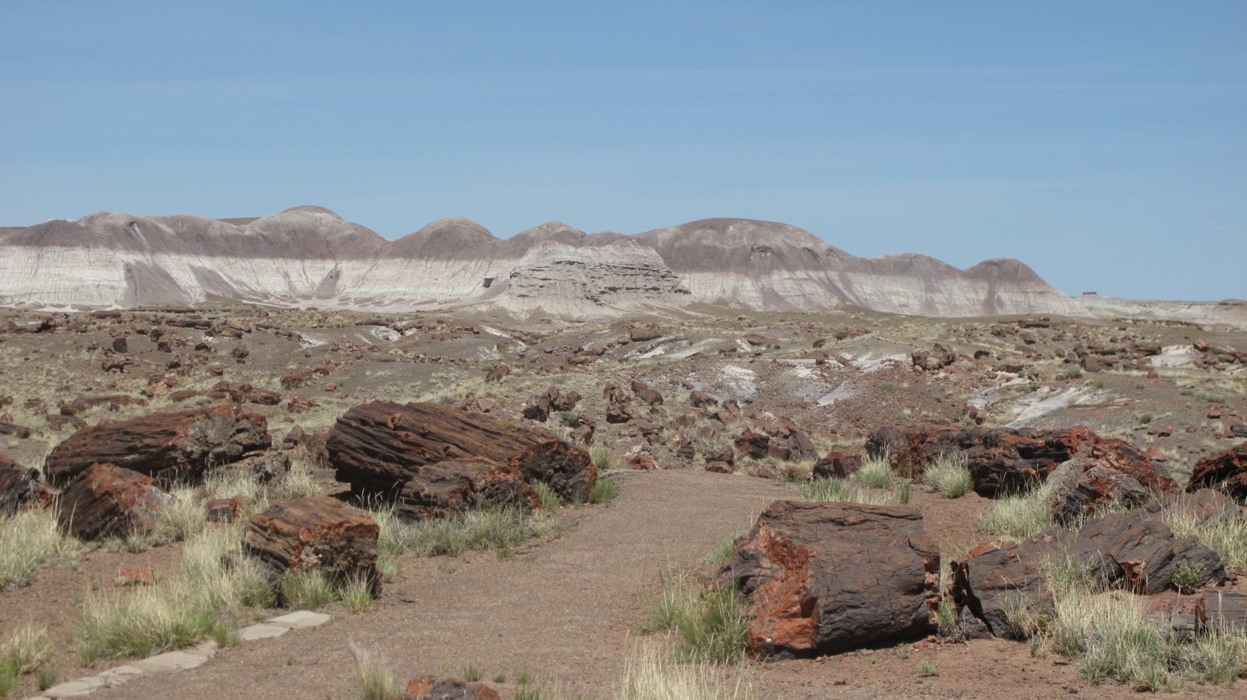 Petrified Forest National Park