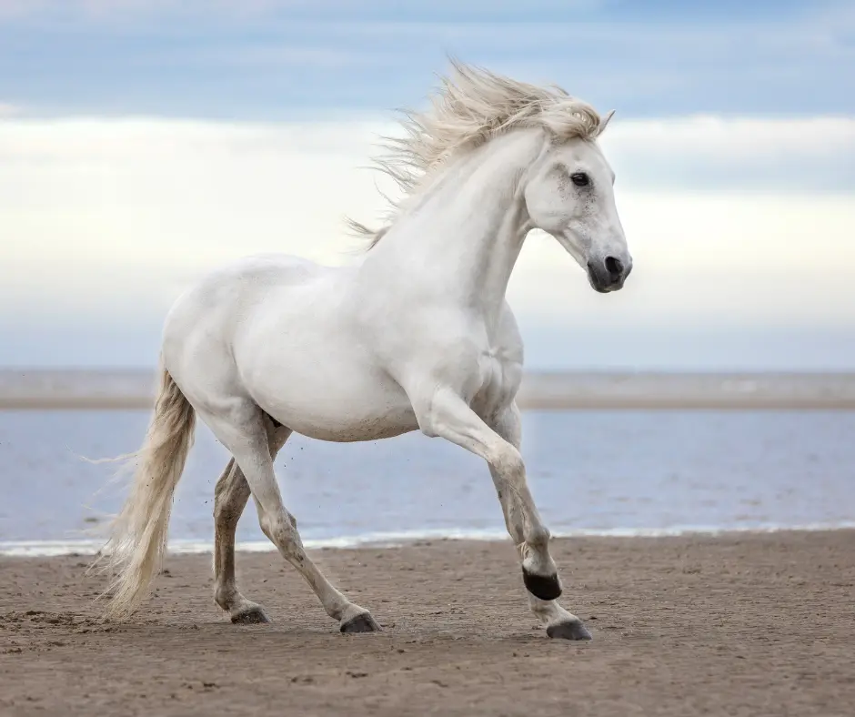 East Coast Parks and Seashores - wild horses