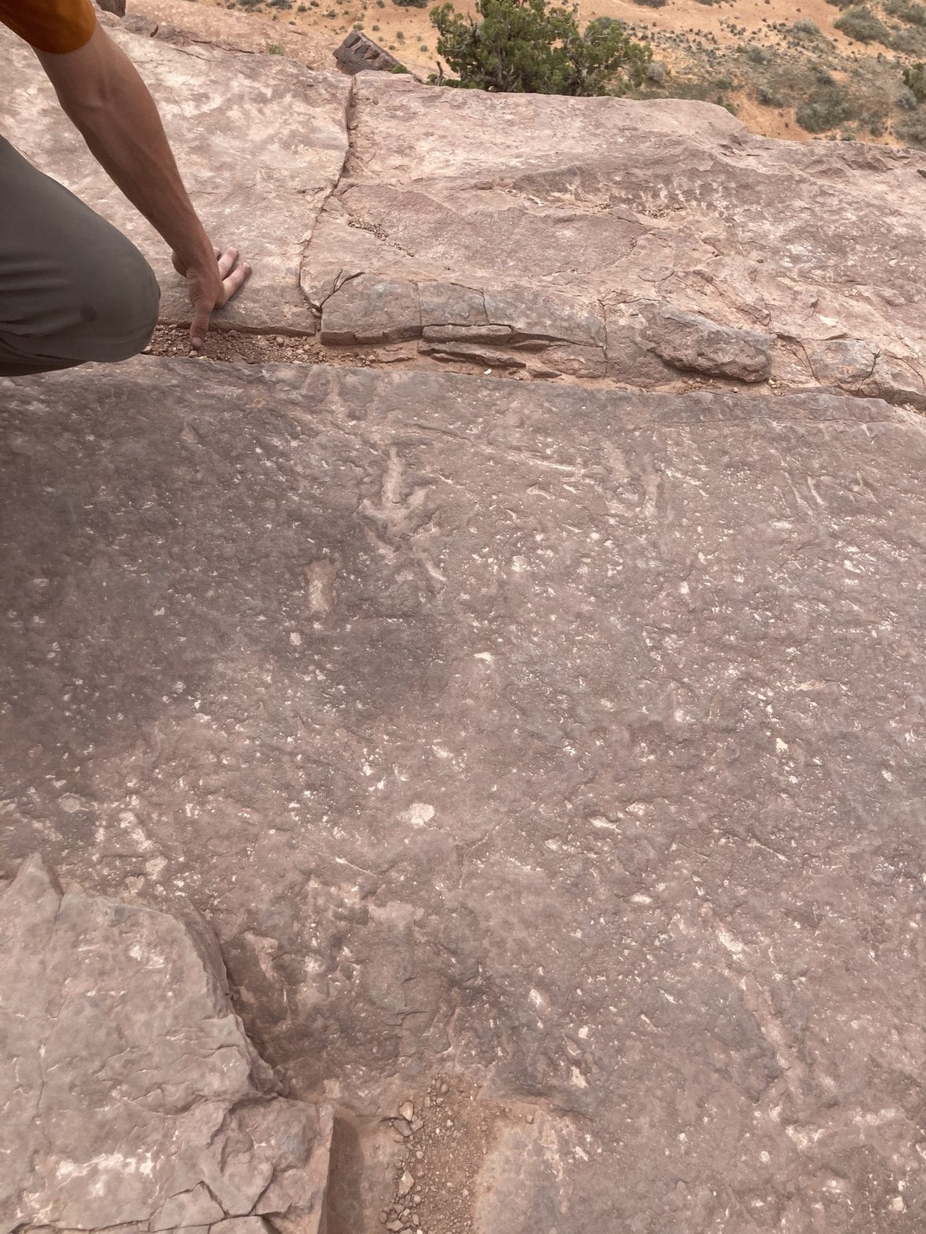 Dinosaur Print on Hell's Revenge Trail in Moab