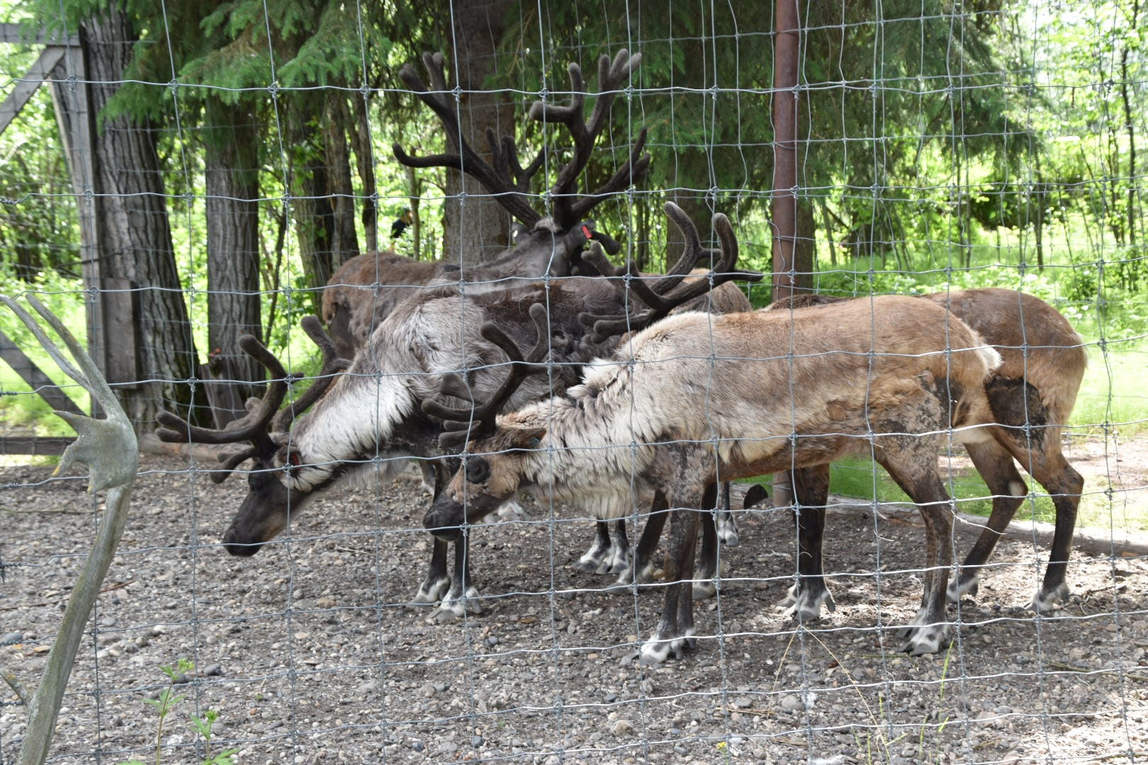 Reindeer at the Chena Indian Village