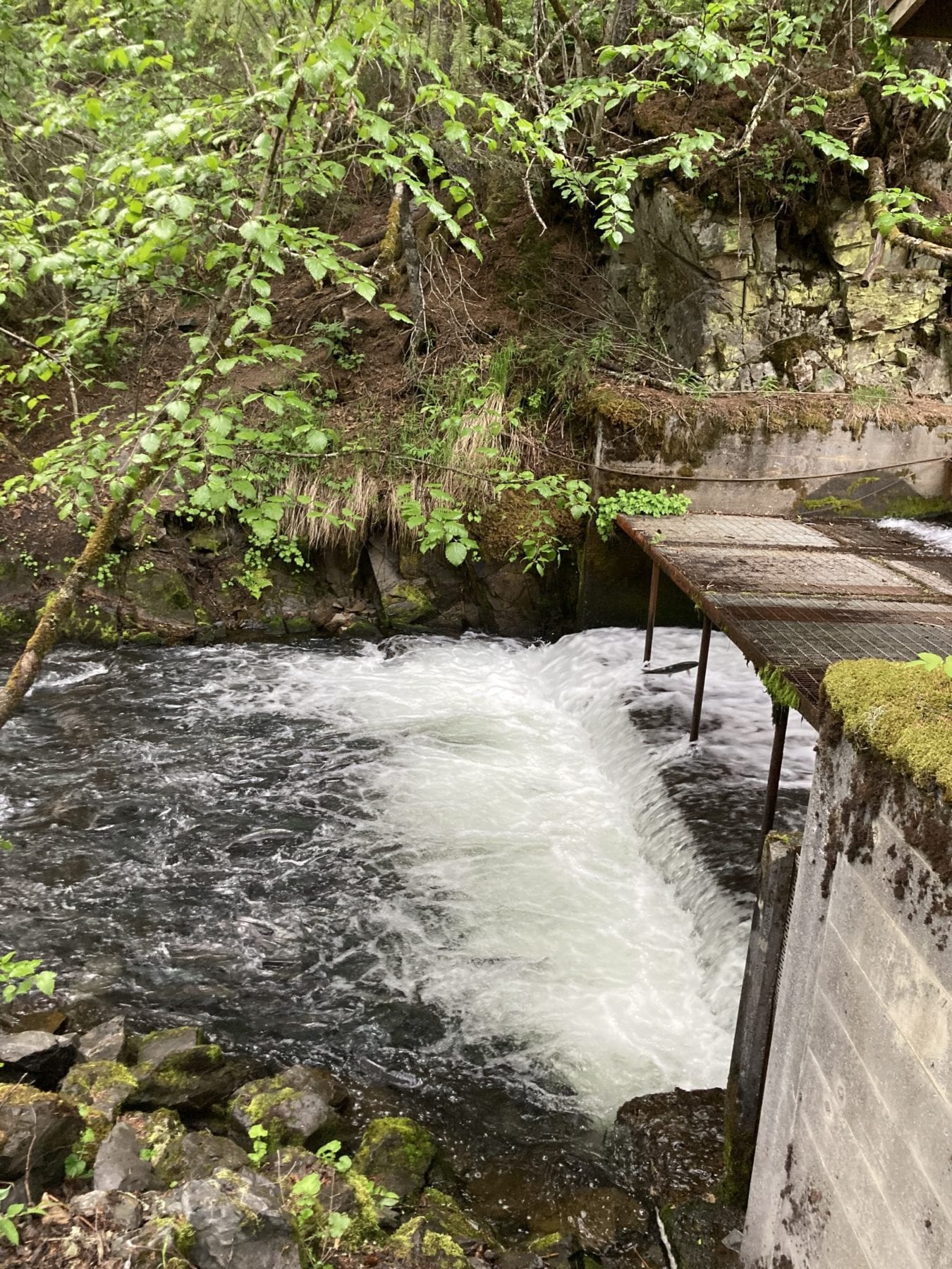 Bier Weir near Seward Alaska