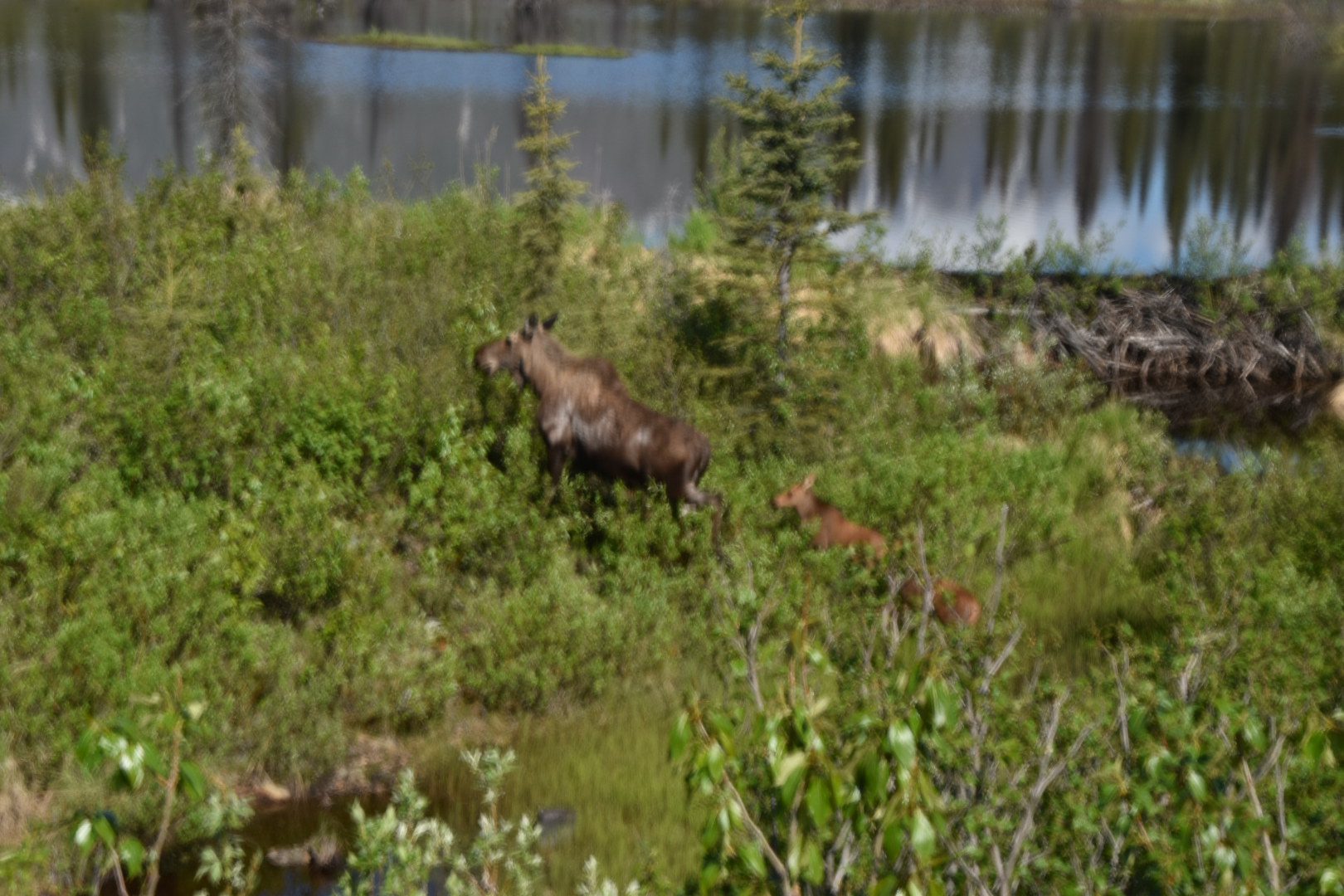 Wildlife at Denali National Park