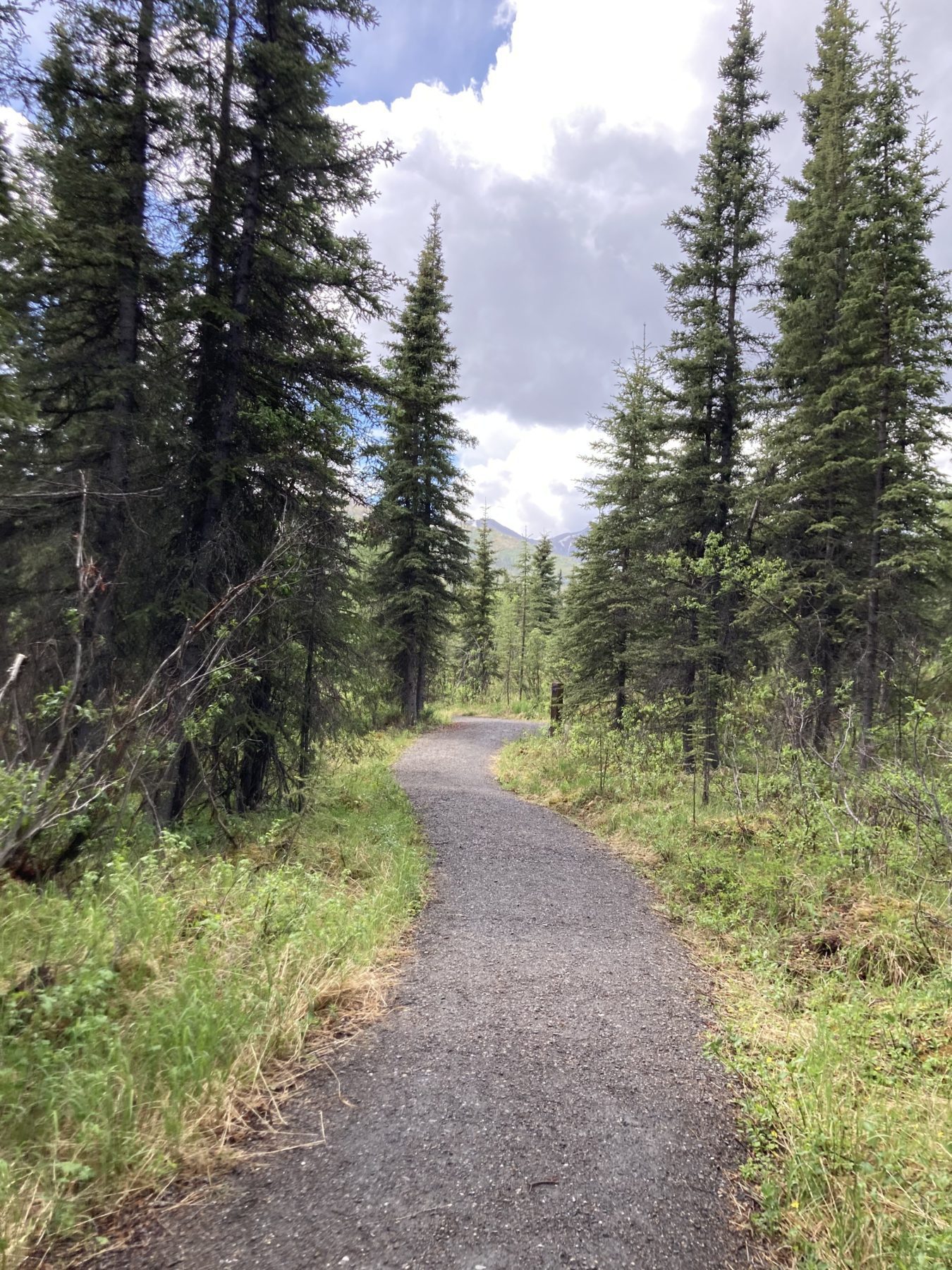 hiking at Denali National Park