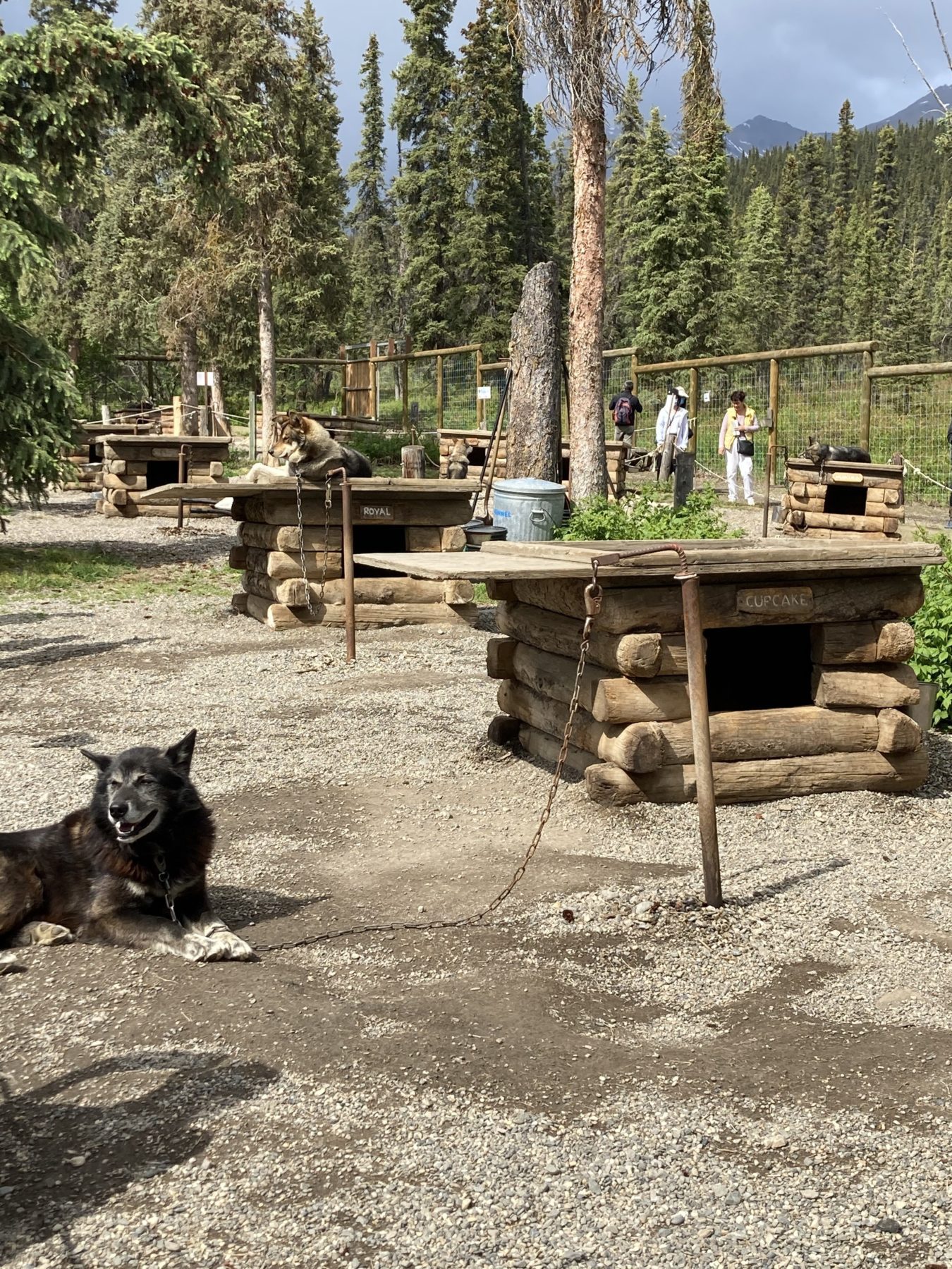 Dog Sled Team at Denali National Park