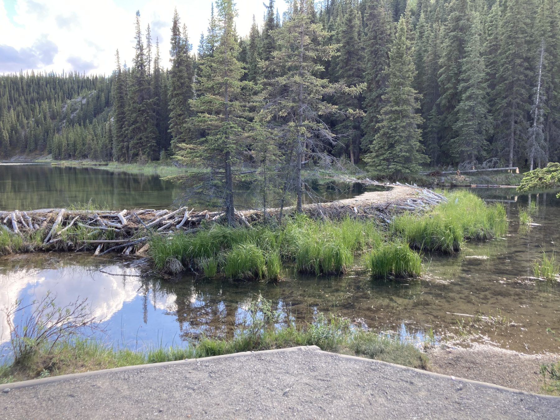 Horse Shoe Lake Trail at Denali National Park