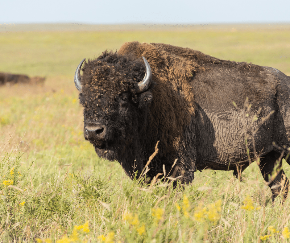 Bison near the Pioneer Woman Lodge