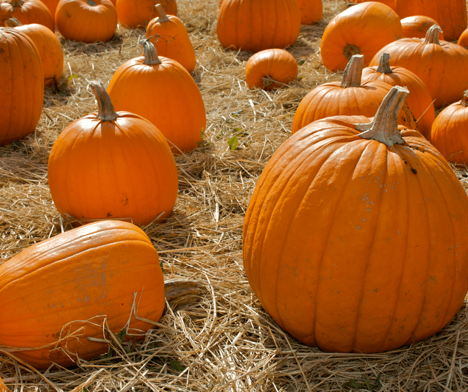 Pumpkin Patches in Utah