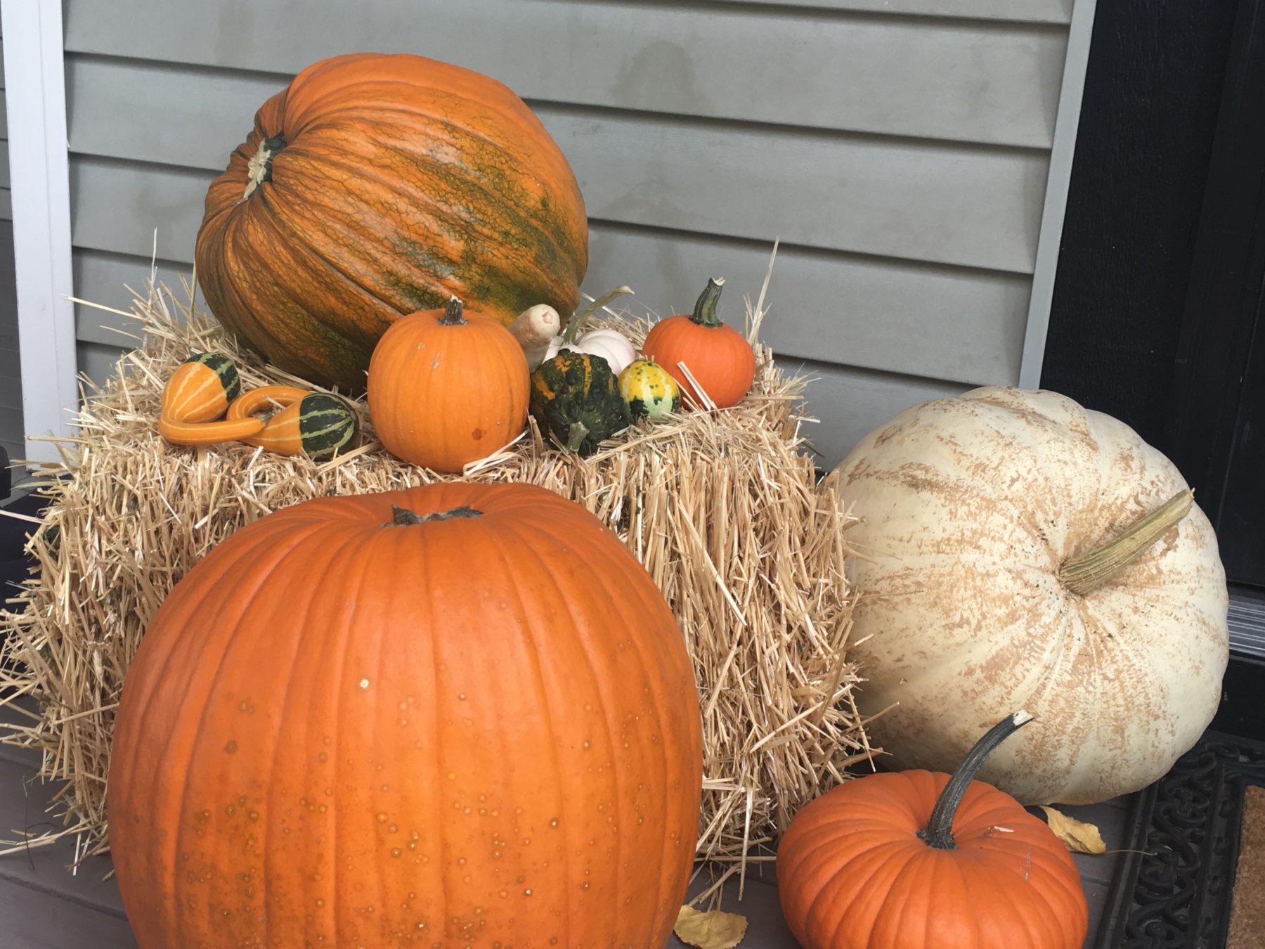 Utah Pumpkin Patch - Salt Lake City