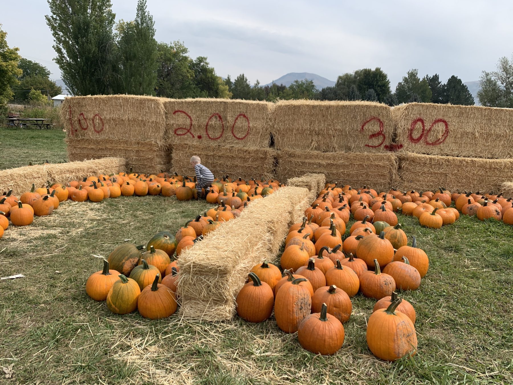 Utah Pumpkin Patch - Wellsville