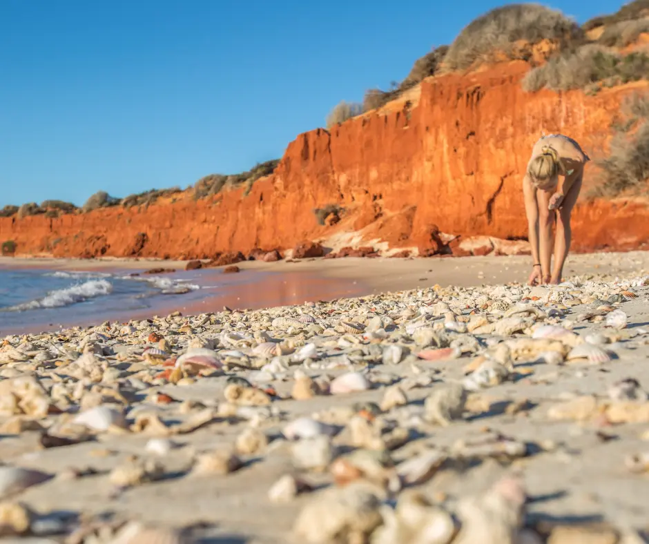 Nature Souvenirs Sea Shells