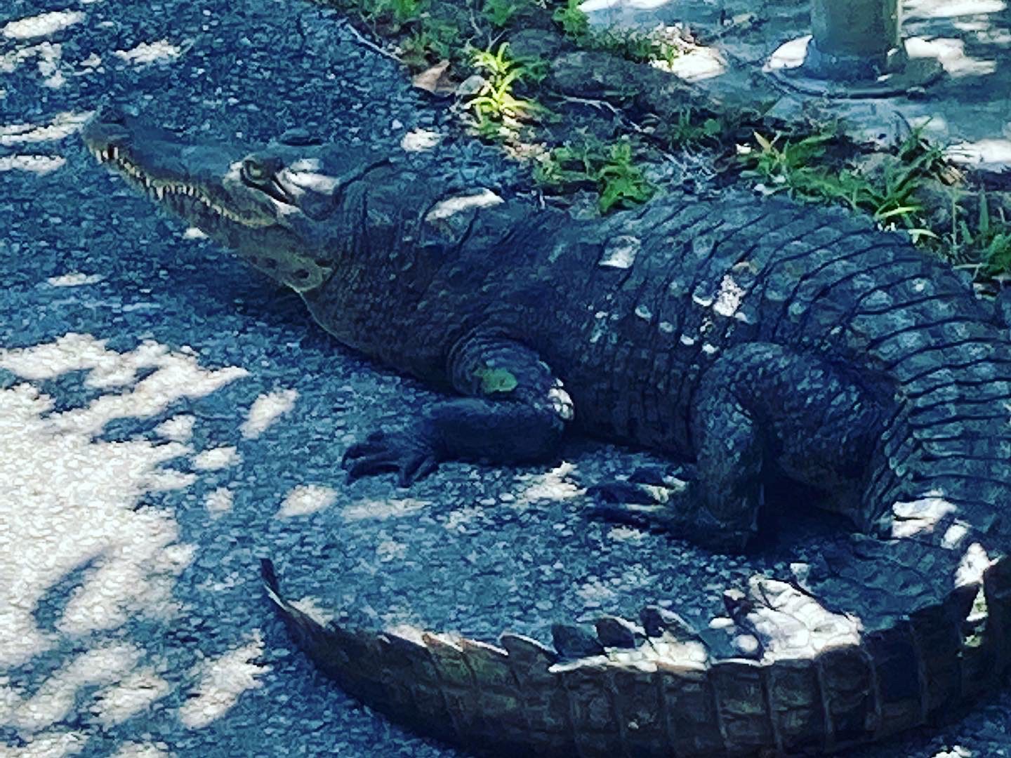 crocidile at Everglades National Park Shark Valley