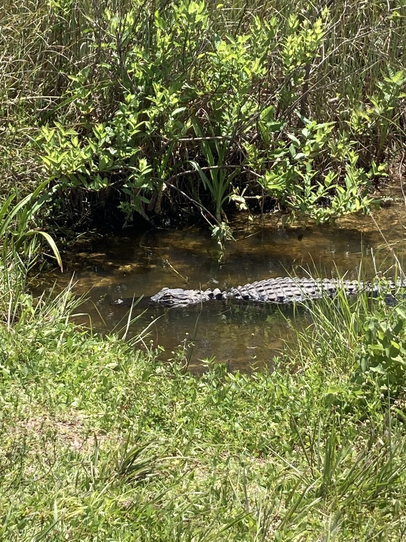 Alligators in the Everglades